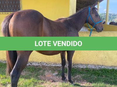 LOTE 011 - FLIKA APOLO DIEGO