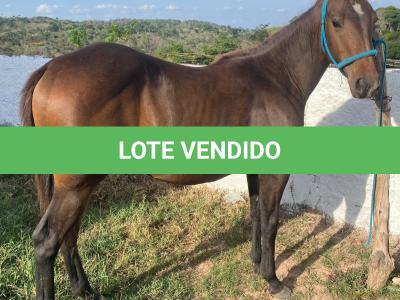 LOTE 011 - FLIKA APOLO DIEGO