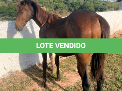LOTE 011 - FLIKA APOLO DIEGO