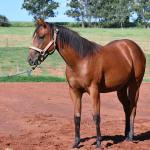 LOTE 014 - HABILITY HOLLY LJB