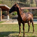 LOTE 013 - STARK RED KING