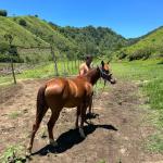 LOTE 013 - STARK RED KING