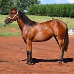 LOTE 014 - HABILITY HOLLY LJB