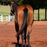 LOTE 014 - HABILITY HOLLY LJB