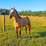 LOTE 006 - GOLD GO HUSH DUN IT