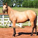 LOTE 009 - GOTTA HOLLYGUN LJB