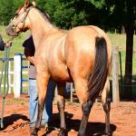 LOTE 009 - GOTTA HOLLYGUN LJB