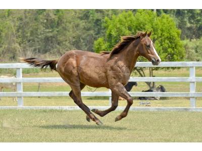 LOTE 013 - LITTLE QUEEN DUN IT