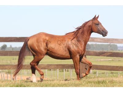 LOTE 019 - LIL PEPPY POINT