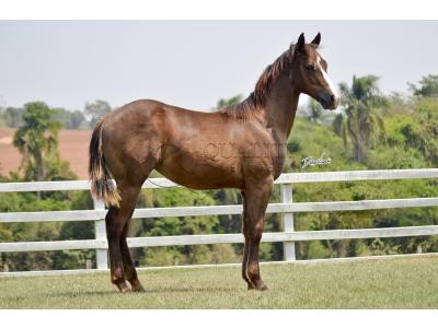 LOTE 013 - LITTLE QUEEN DUN IT