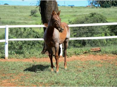 LOTE 005 - CATILLAC BET VRA