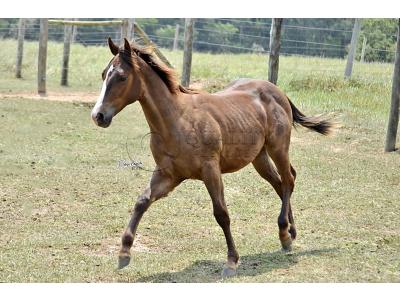LOTE 013 - LITTLE QUEEN DUN IT