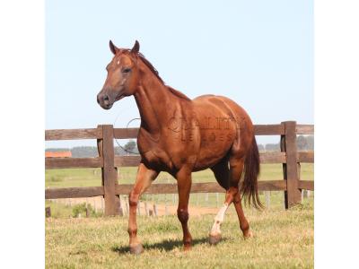 LOTE 019 - LIL PEPPY POINT