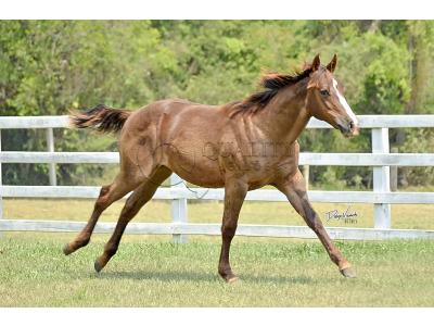 LOTE 013 - LITTLE QUEEN DUN IT
