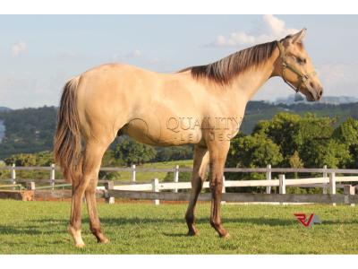 LOTE 001 - REYDIOACTIVE JPJ