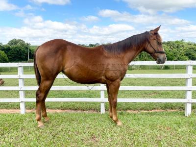 LOTE 013 - LITTLE QUEEN DUN IT