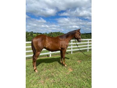 LOTE 013 - LITTLE QUEEN DUN IT