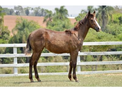 LOTE 013 - LITTLE QUEEN DUN IT