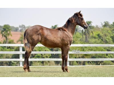 LOTE 013 - LITTLE QUEEN DUN IT