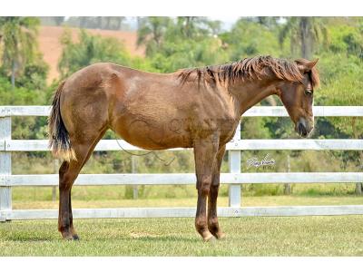LOTE 013 - LITTLE QUEEN DUN IT