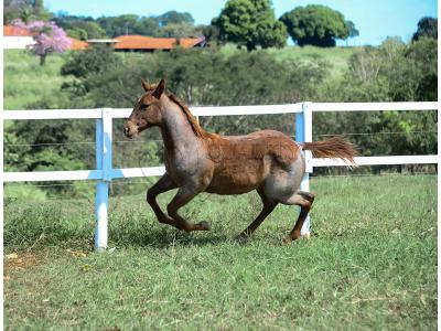 LOTE 005 - CATILLAC BET VRA