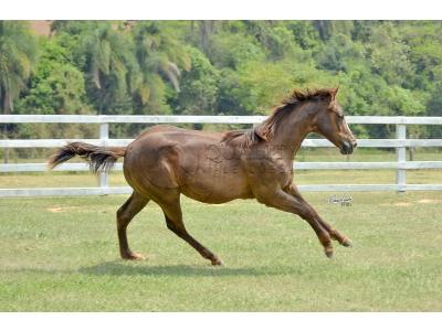 LOTE 013 - LITTLE QUEEN DUN IT