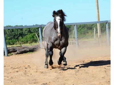 LOTE 100 - ONCE IN METAL (Coberturas)