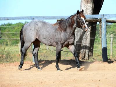 LOTE 100 - ONCE IN METAL (Coberturas)