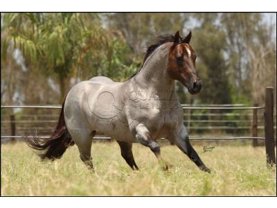 LOTE 024 - METALLIC REY STAR 4M (Coberturas)