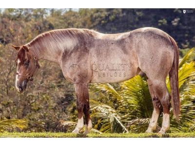LOTE 013 A - FANTASTIC CAT (Coberturas)