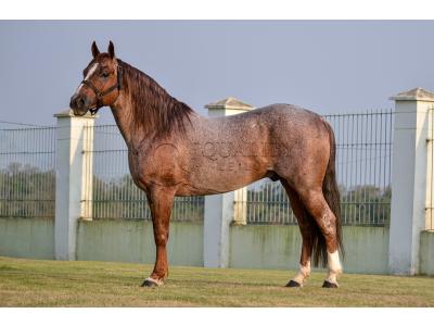 LOTE -100 - JACK DUAL KEYS RM (COBERTURA)
