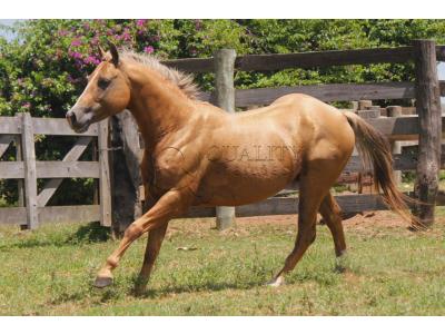 LOTE 019 - HIGH BUENO STAR (Coberturas)