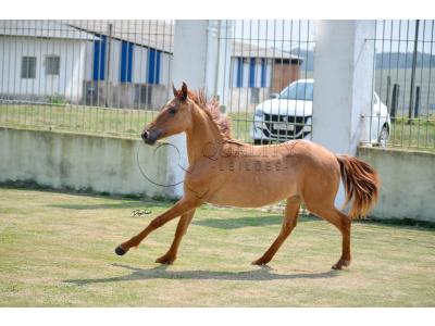 LOTE 012 - MAMA ZORRERO KEYS