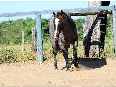 LOTE 100 - ONCE IN METAL (Coberturas)