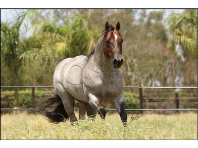 LOTE 024 - METALLIC REY STAR 4M (Coberturas)