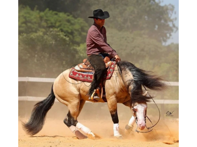 LOTE 041 - TOP GOTTA GUN (Coberturas)