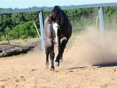 LOTE 100 - ONCE IN METAL (Coberturas)