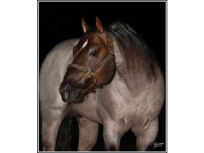 LOTE 024 - METALLIC REY STAR 4M (Coberturas)