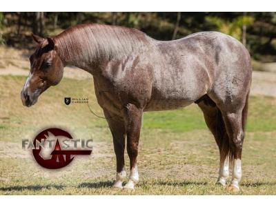 LOTE 013 A - FANTASTIC CAT (Coberturas)