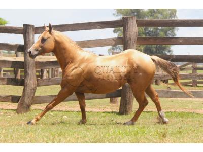 LOTE 019 - HIGH BUENO STAR (Coberturas)