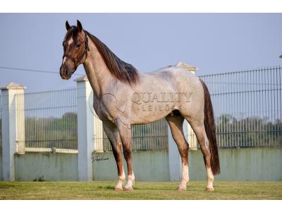 LOTE -200 - METALLIC LENA (COBERTURA)