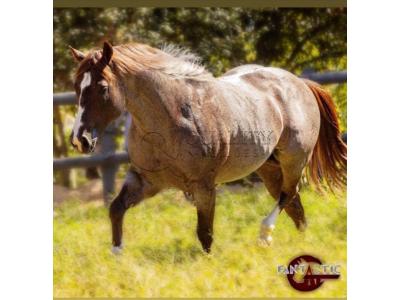 LOTE 013 A - FANTASTIC CAT (Coberturas)