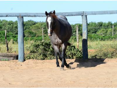 LOTE 100 - ONCE IN METAL (Coberturas)