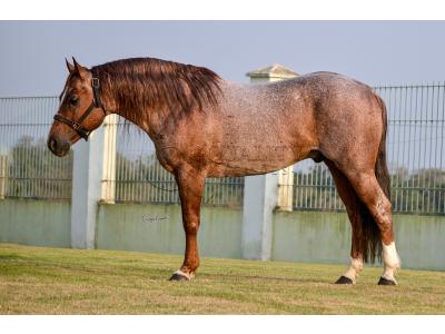 LOTE -100 - JACK DUAL KEYS RM (COBERTURA)