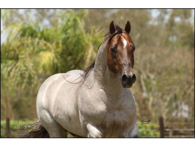 LOTE 024 - METALLIC REY STAR 4M (Coberturas)