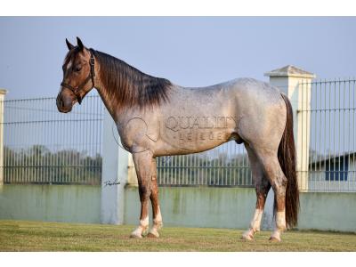 LOTE -200 - METALLIC LENA (COBERTURA)