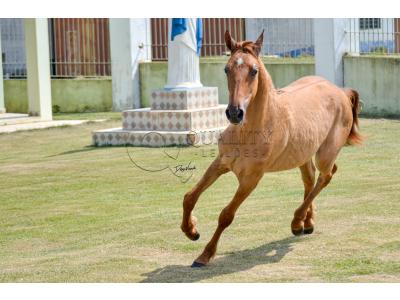 LOTE 012 - MAMA ZORRERO KEYS