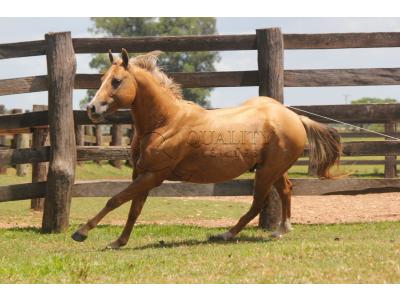LOTE 019 - HIGH BUENO STAR (Coberturas)