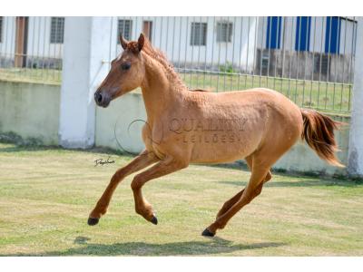 LOTE 012 - MAMA ZORRERO KEYS