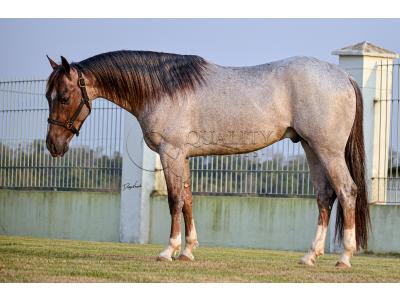 LOTE -200 - METALLIC LENA (COBERTURA)